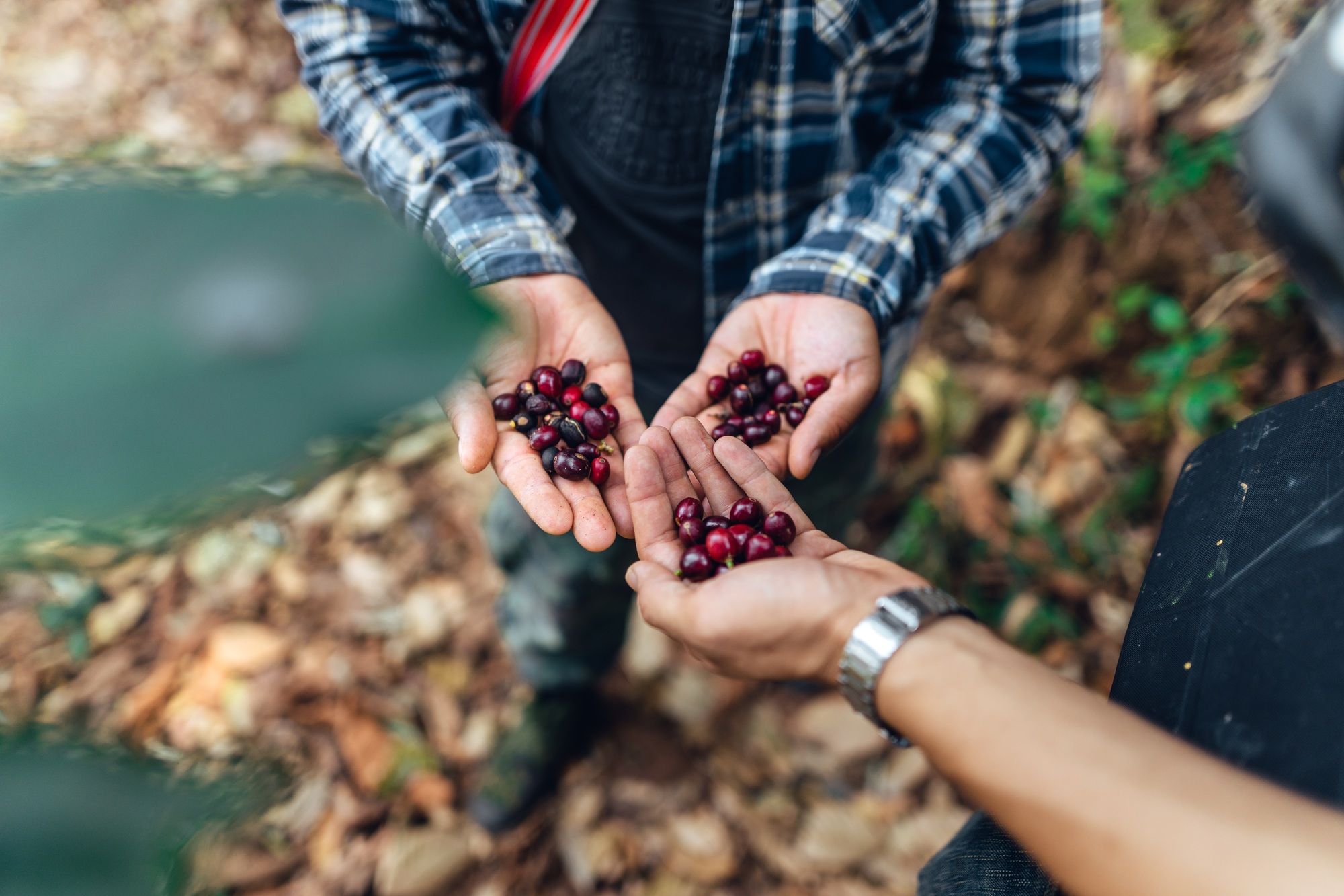 Freshly picked coffee cherries in a farmer's hands