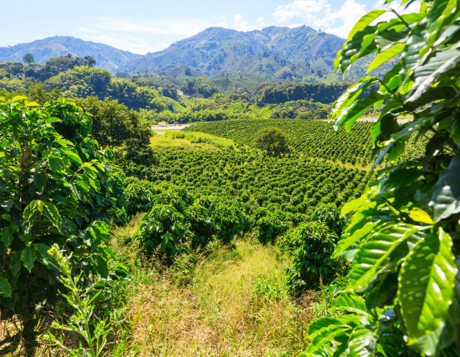 Coffee plantation